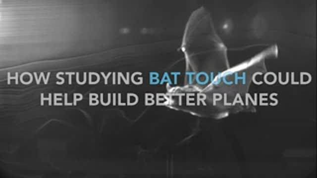 How Studying Bat Touch Could Help Build Better Planes