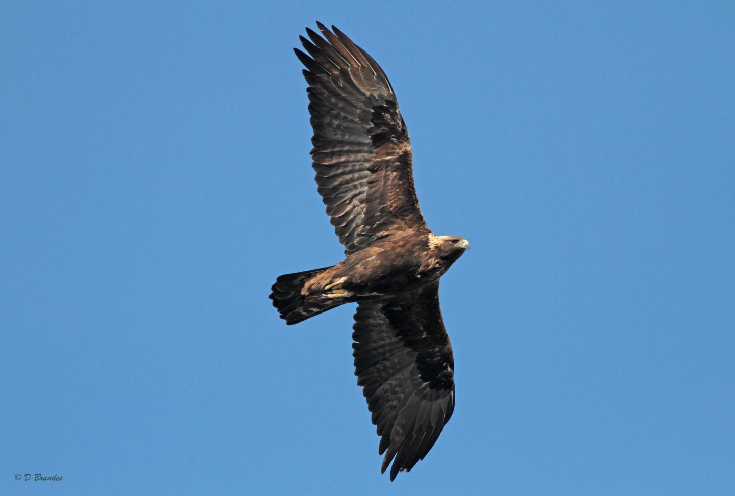 Golden Eagle in Flight