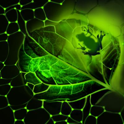 Frogs, Fuel and Foam