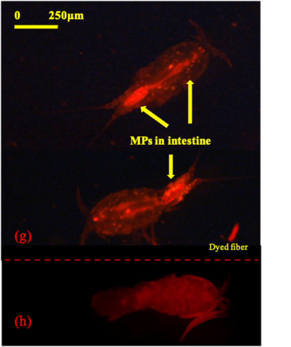 Ingested microplastics