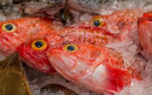 Orange roughy