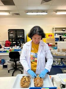 Dr. Conni Sidabalok examining individuals of Bathynomus vaderi