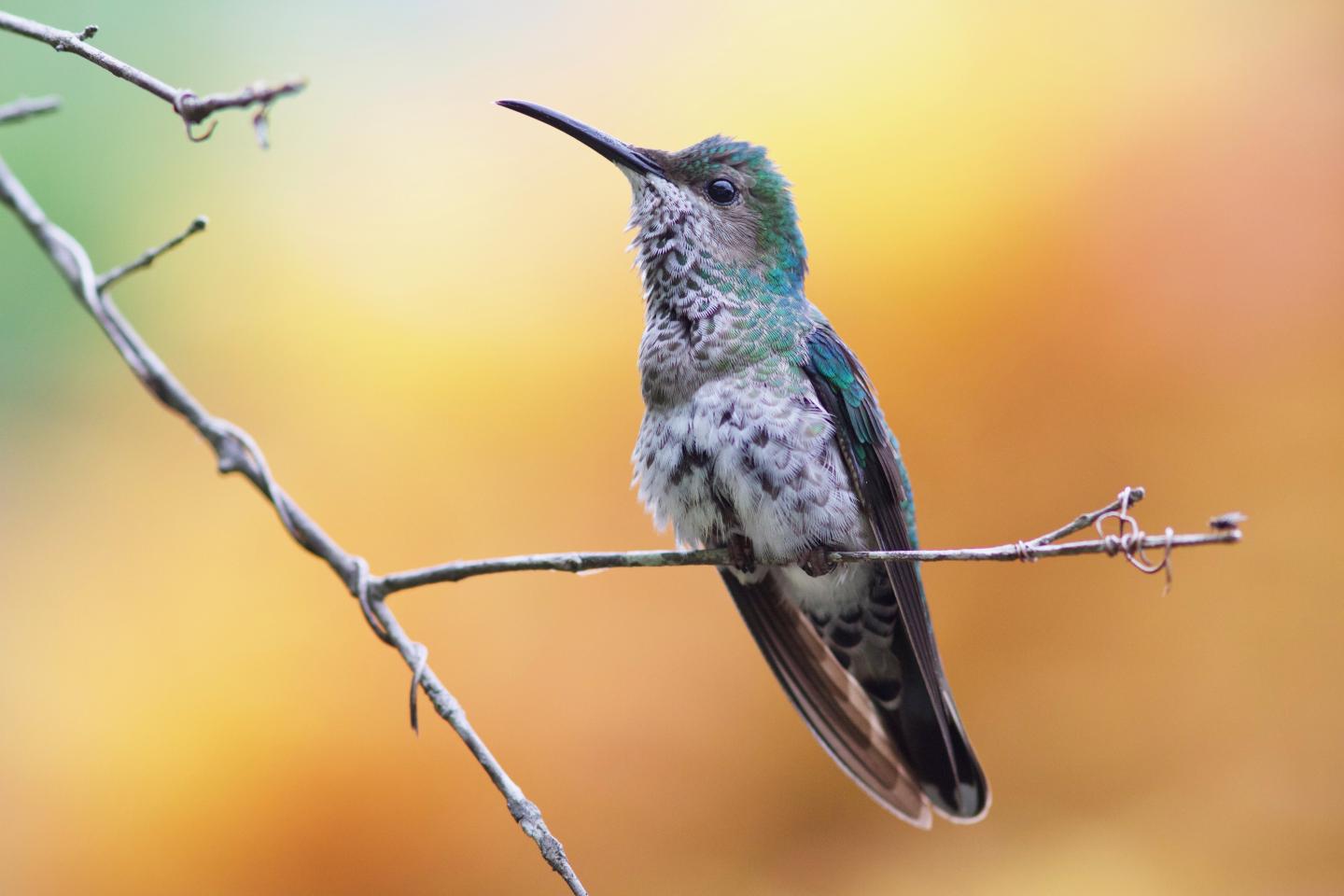White-necked Jacobin