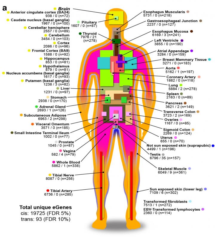 Human Tissue Types Examined by GTEx Consortium