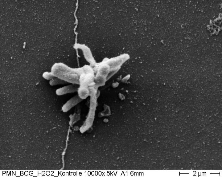 mycobacterial associations