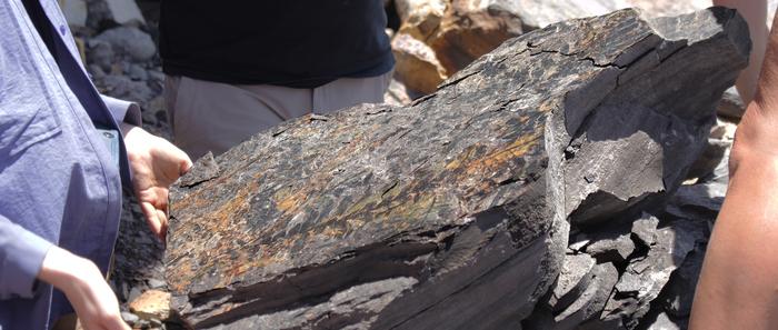 The research team unearths a rock covered in fossil leaves