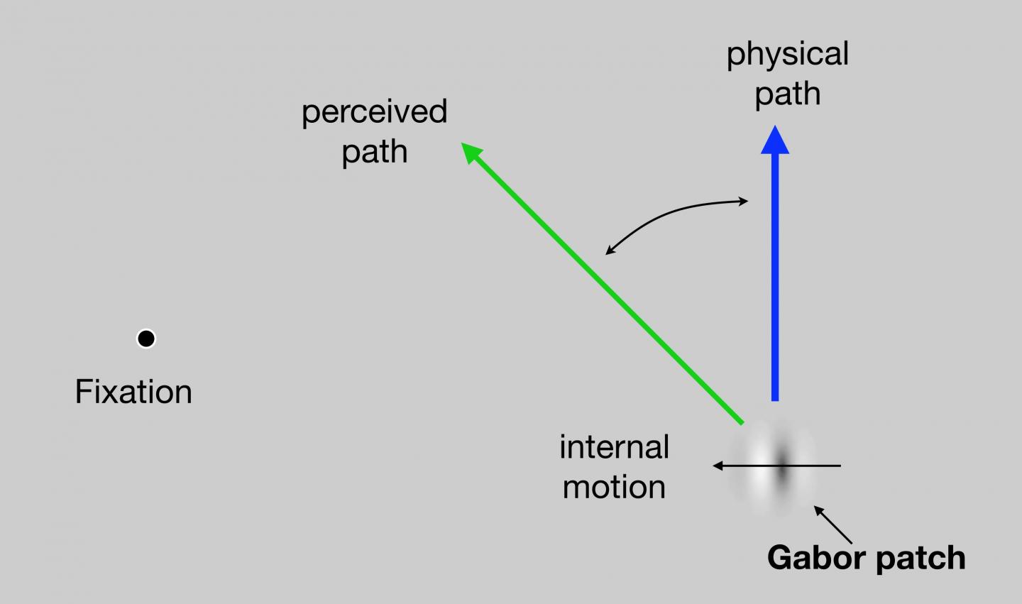 Difference between the Perceived (Illusory) Path Versus the Real (Physical) Path of the Gabor Patch