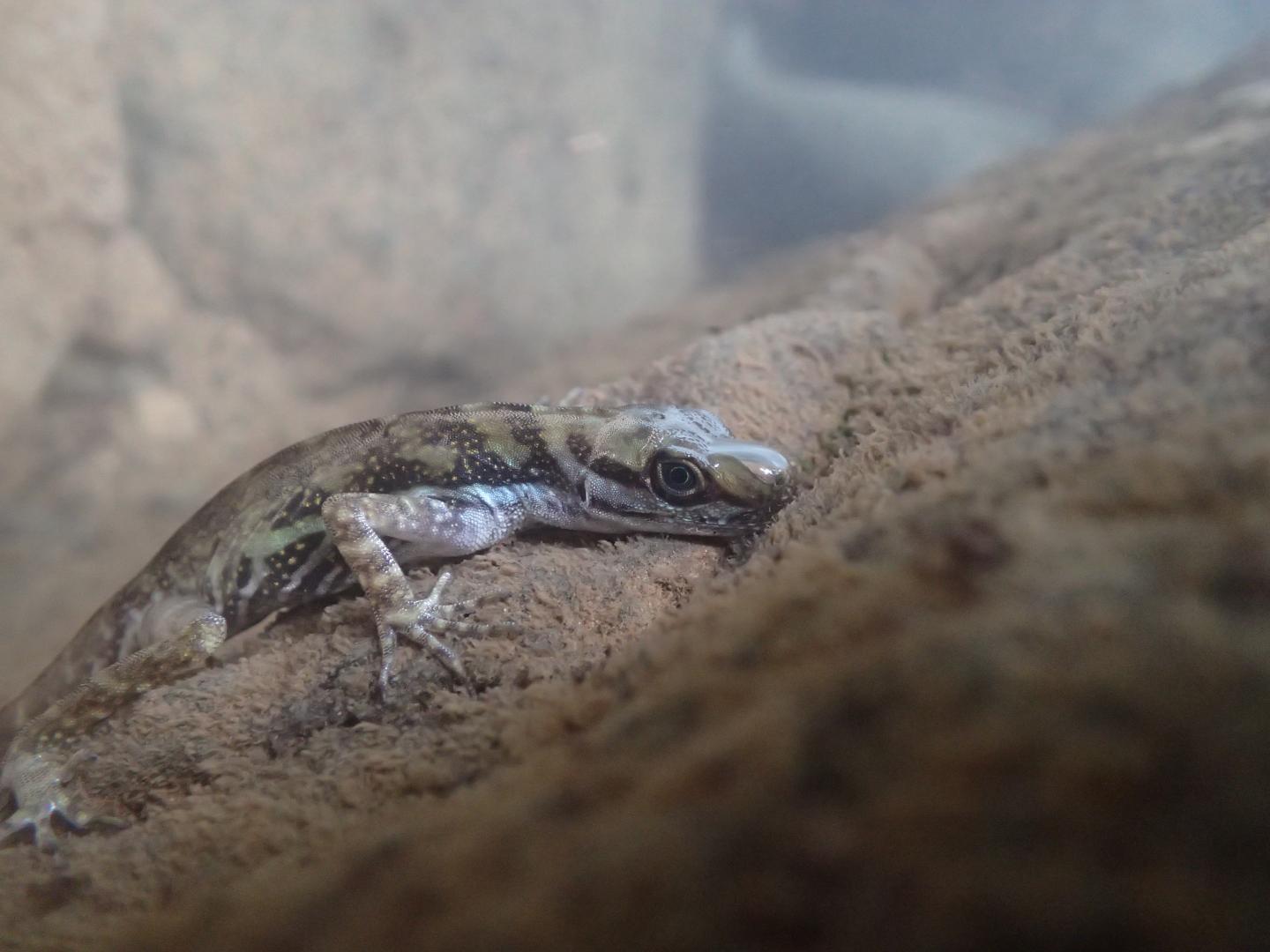 Submerged Anolis lizard with a rebreathing bubble on its snout