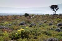 Fynbos Scenery
