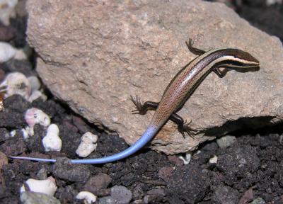 24 New Species of Lizards Discovered on Caribbean Islands are Close to Extinction (1 of 3)