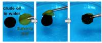 Efficient Crude Oil Absorption by Superhydrophobic Hair-Covered <I>Salvinia</I> Leaf