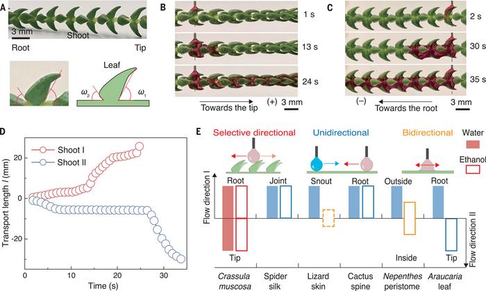 Selective directional liquid transport on shoot surfaces of C. muscosa.