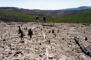 Severely burned forest landscape in Yellowstone National Park, WY, USA