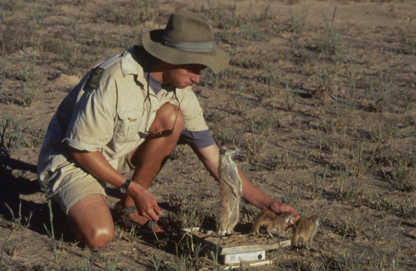 Weighing Meerkats