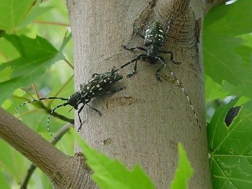 Tree with Beetles