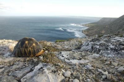 Radiated Tortoise in Madagascar