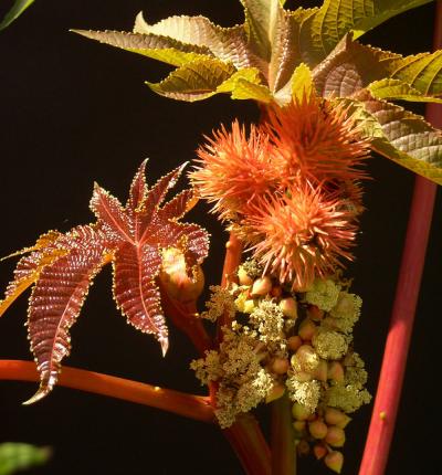 <i>Ricinus communis</i>