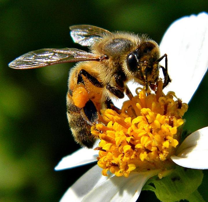 How Honey Bee Gut Bacteria Help to Digest Their Pollen-Rich Diet
