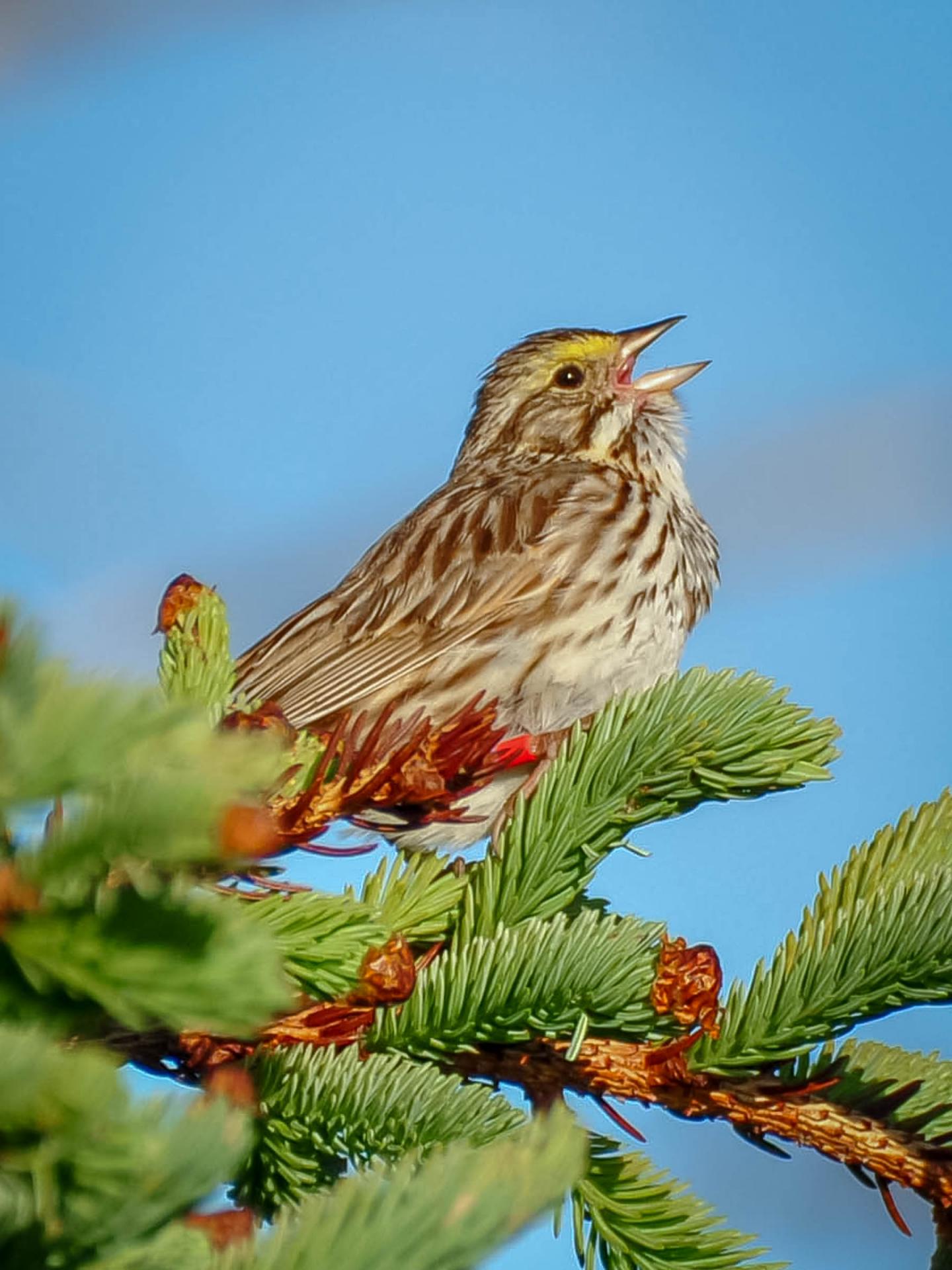 Savannah Sparrow (2 of 2)