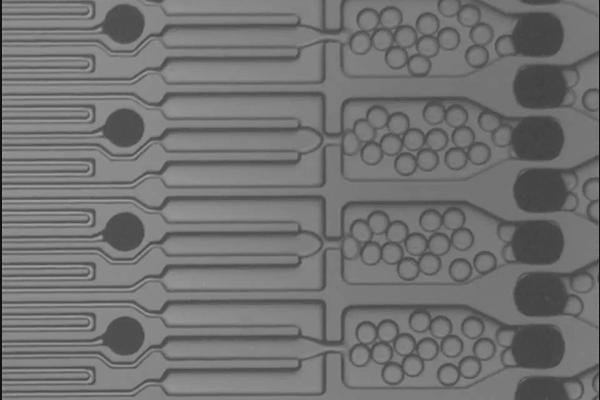 Animated Microparticles 2