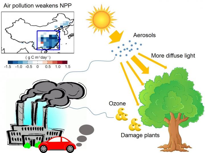 Ozone and haze pollution weakens land carbon EurekAlert!