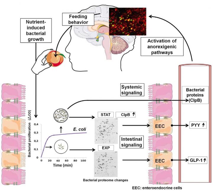 <i>E.coli</i> Proteins and Feeding Behavior