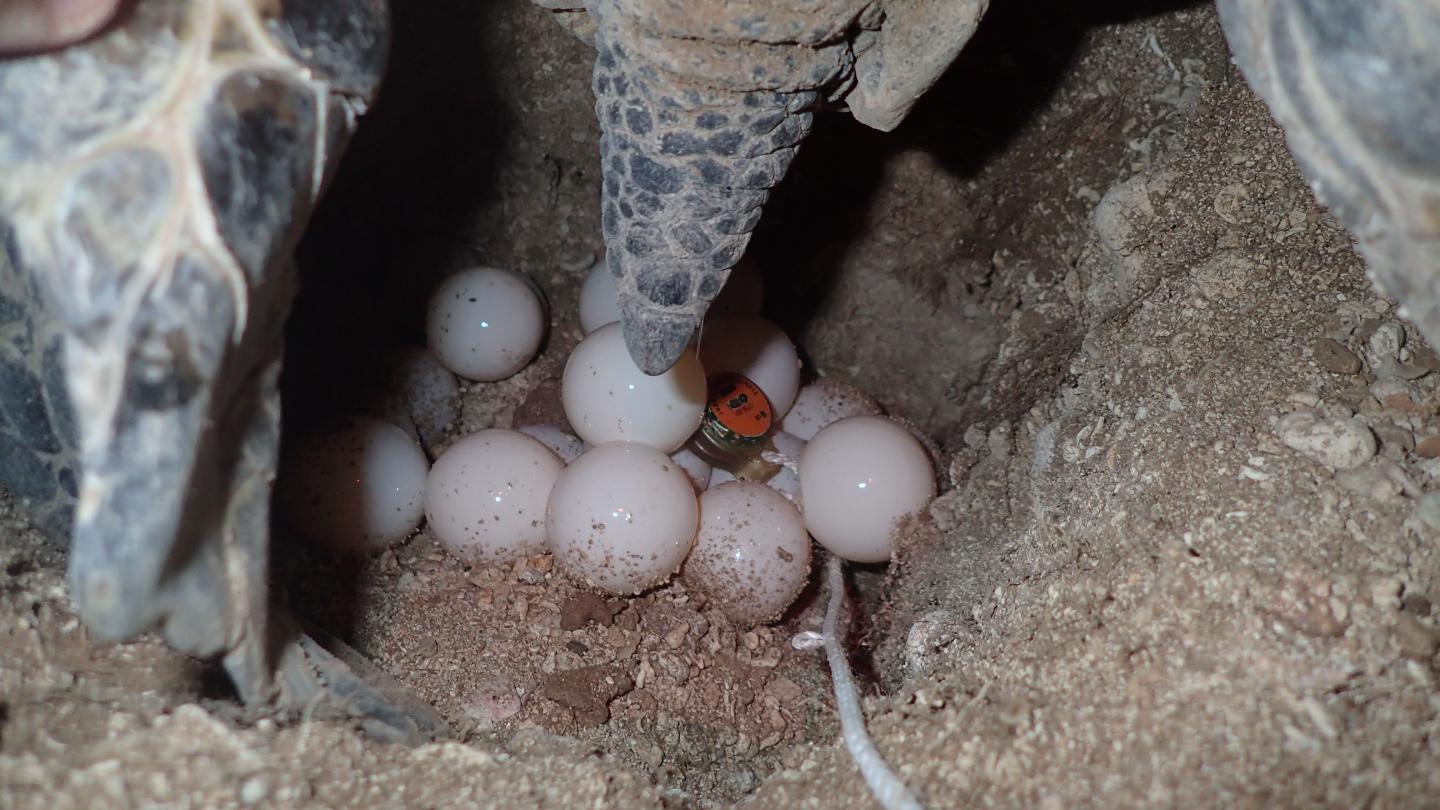 Data Logger in Sea Turtle Nest