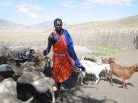 Maasai Man with Goat Herd, Tanzania