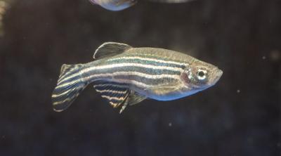 Zebrafish Is Used as a Model Organism for Research into the Embryonic Development of Vertebrates