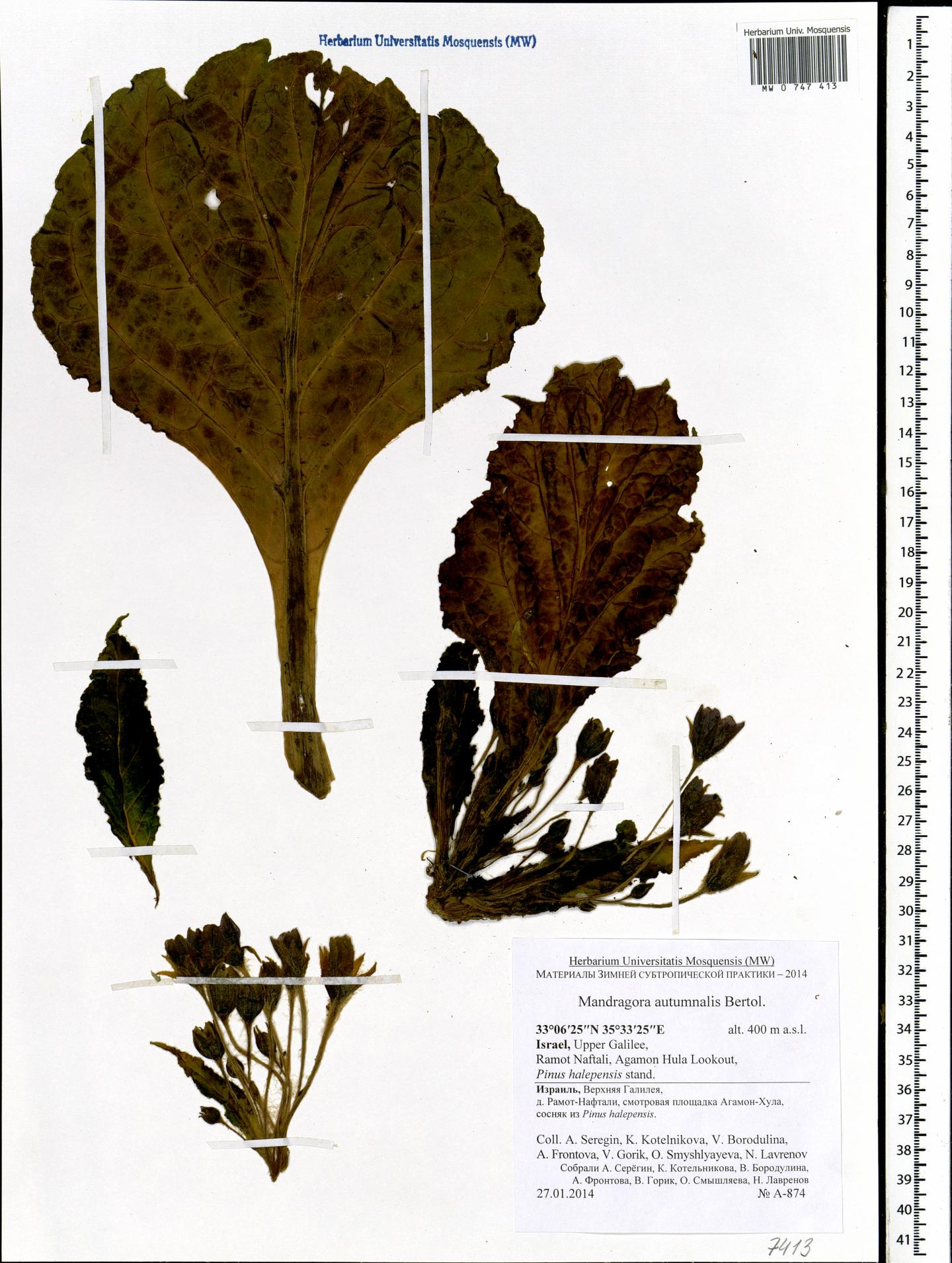 <i>Mandragora autumnalis</i>