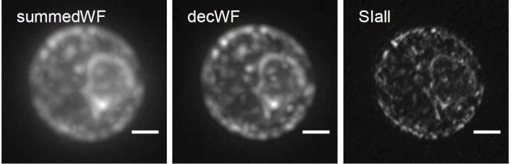 Precise Insight into the Depths of Cells