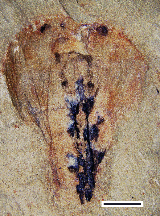 Fossilized Leanchoilia brain