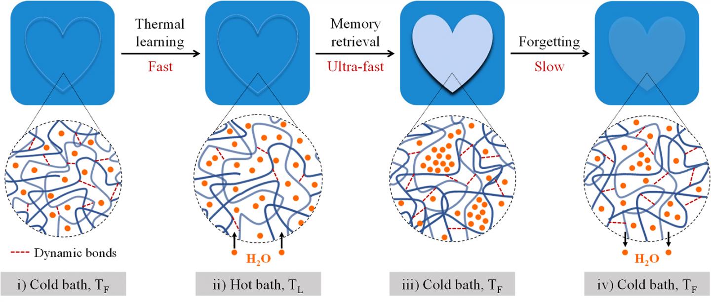 The Hydrogel's Memorizing-Forgetting Behavior