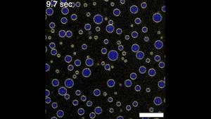 Scripps Research scientists discover a “Goldilocks” zone for DNA organization, opening new doors for drug development