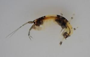 A new species of panda pattern amphipod, Melita panda