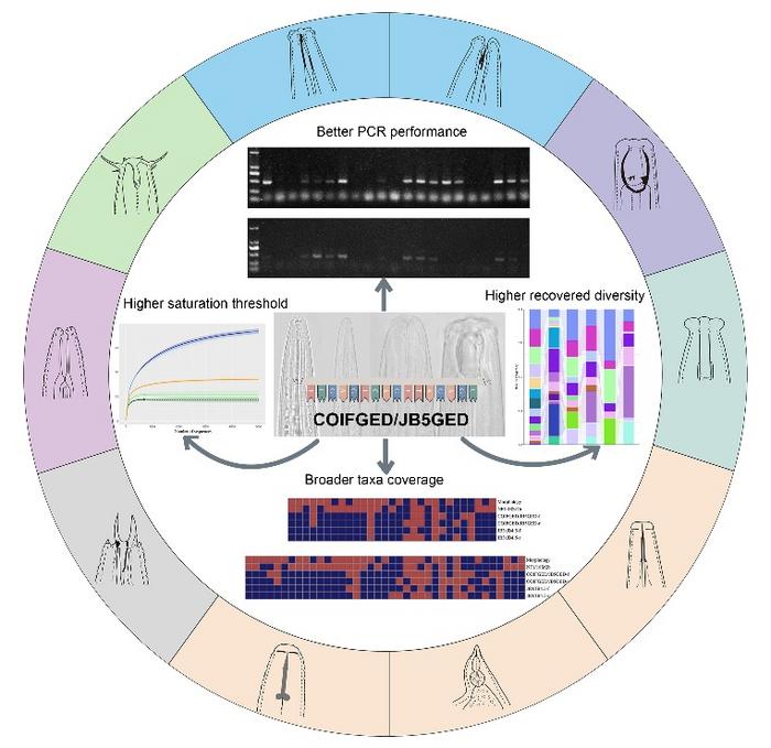 graphical abstract [IMAGE] | EurekAlert! Science News Releases