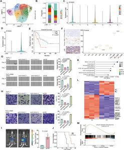 Characterizing the intra-tumor heterogeneity and its association with lymph node metastasis (LNM).