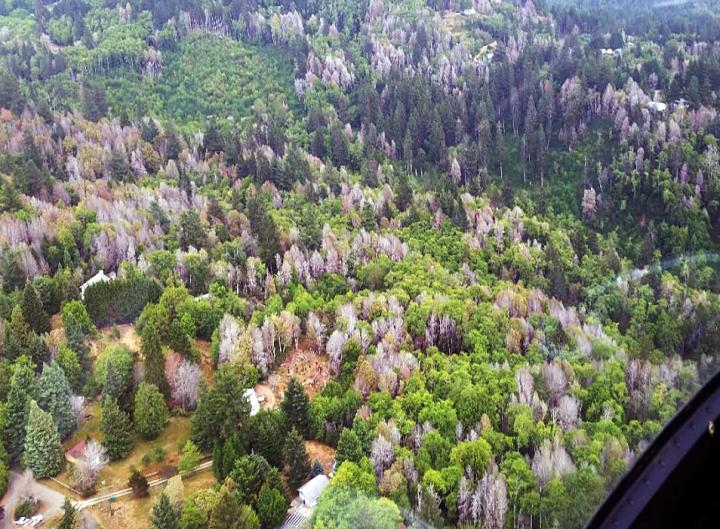 Sudden Oak Death in Oregon