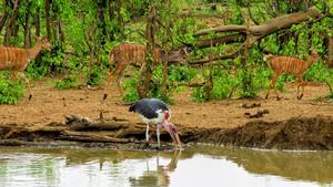 African marabou (Leptoptilos crumenifer)