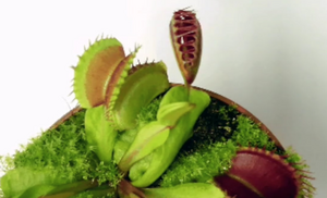 A Venus flytrap counts stimulations