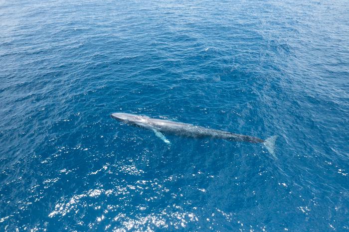 First Seychelles blue whale