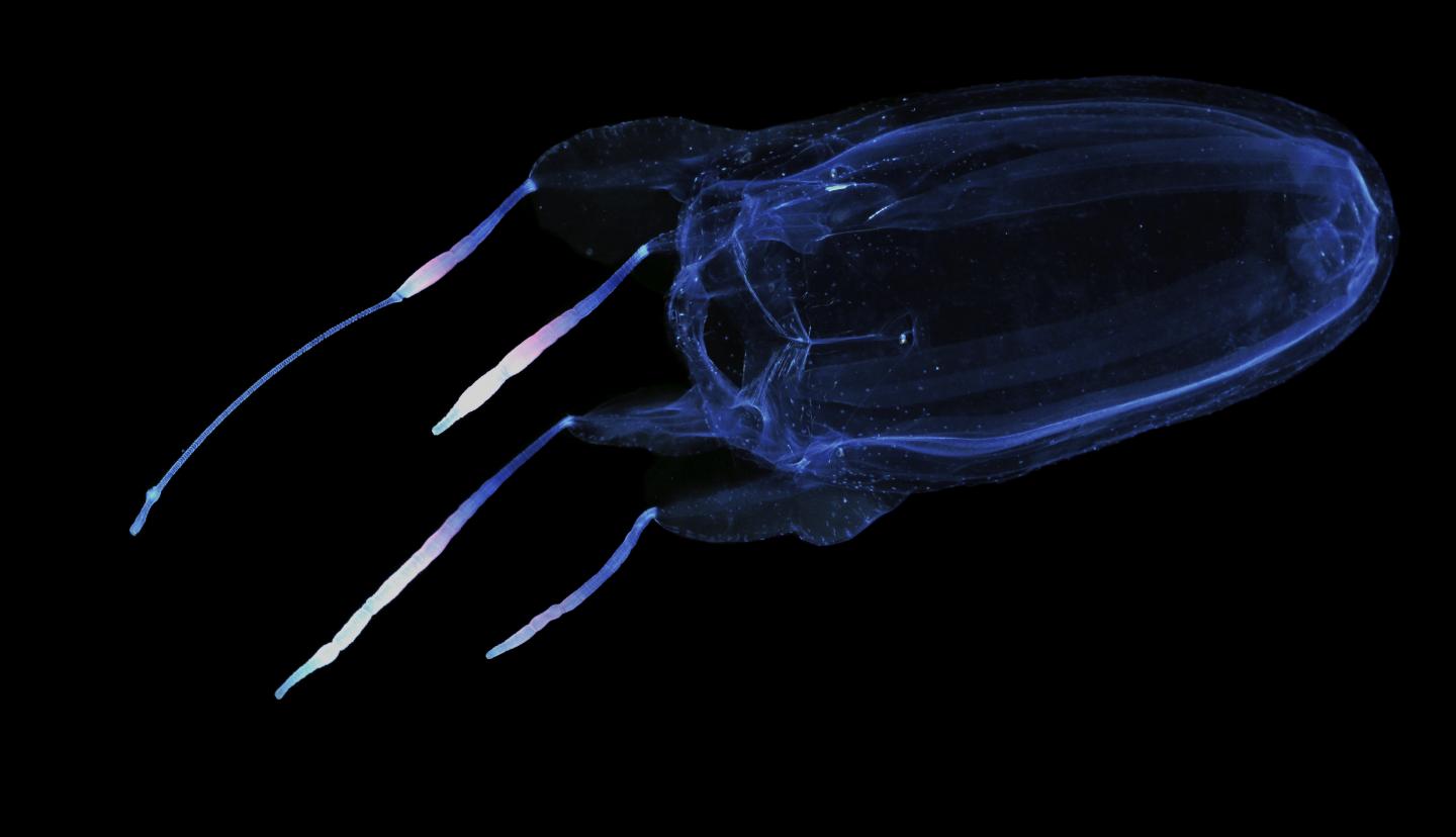 Winged Box Jellyfish (<i>Alatina alata</i>)
