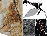 A Membranous-Winged 163-Million-Year Old Non-Avian theropod, <em>Ambopteryx longibrachium</em>