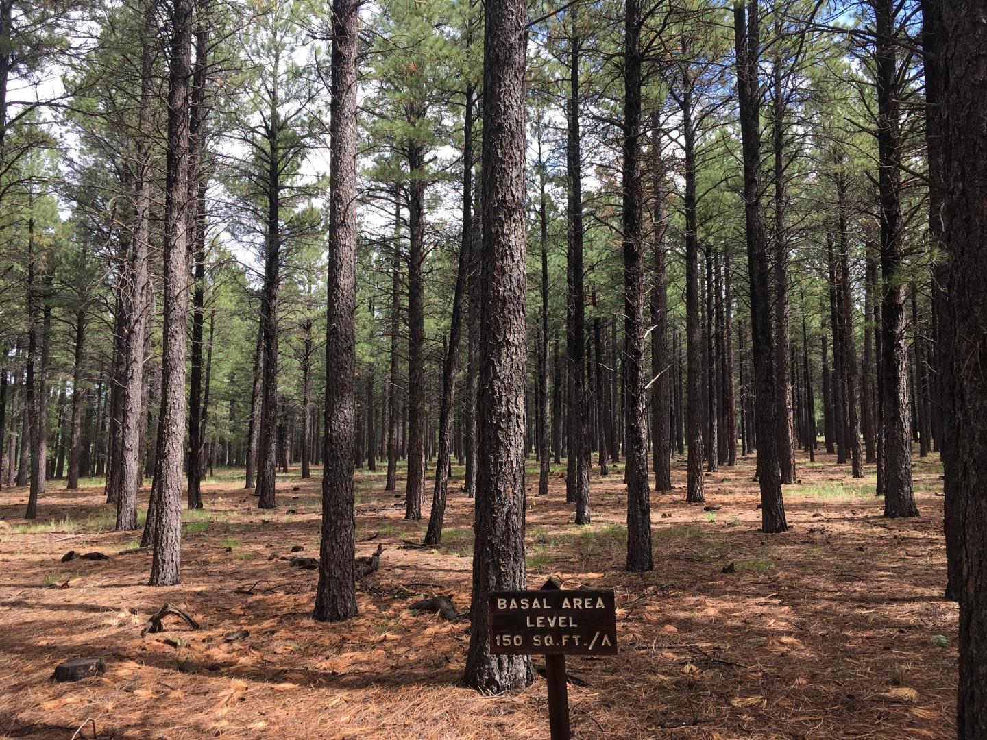 High-Density Forest