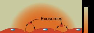 Exosomes