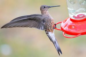 Giant Hummingbird