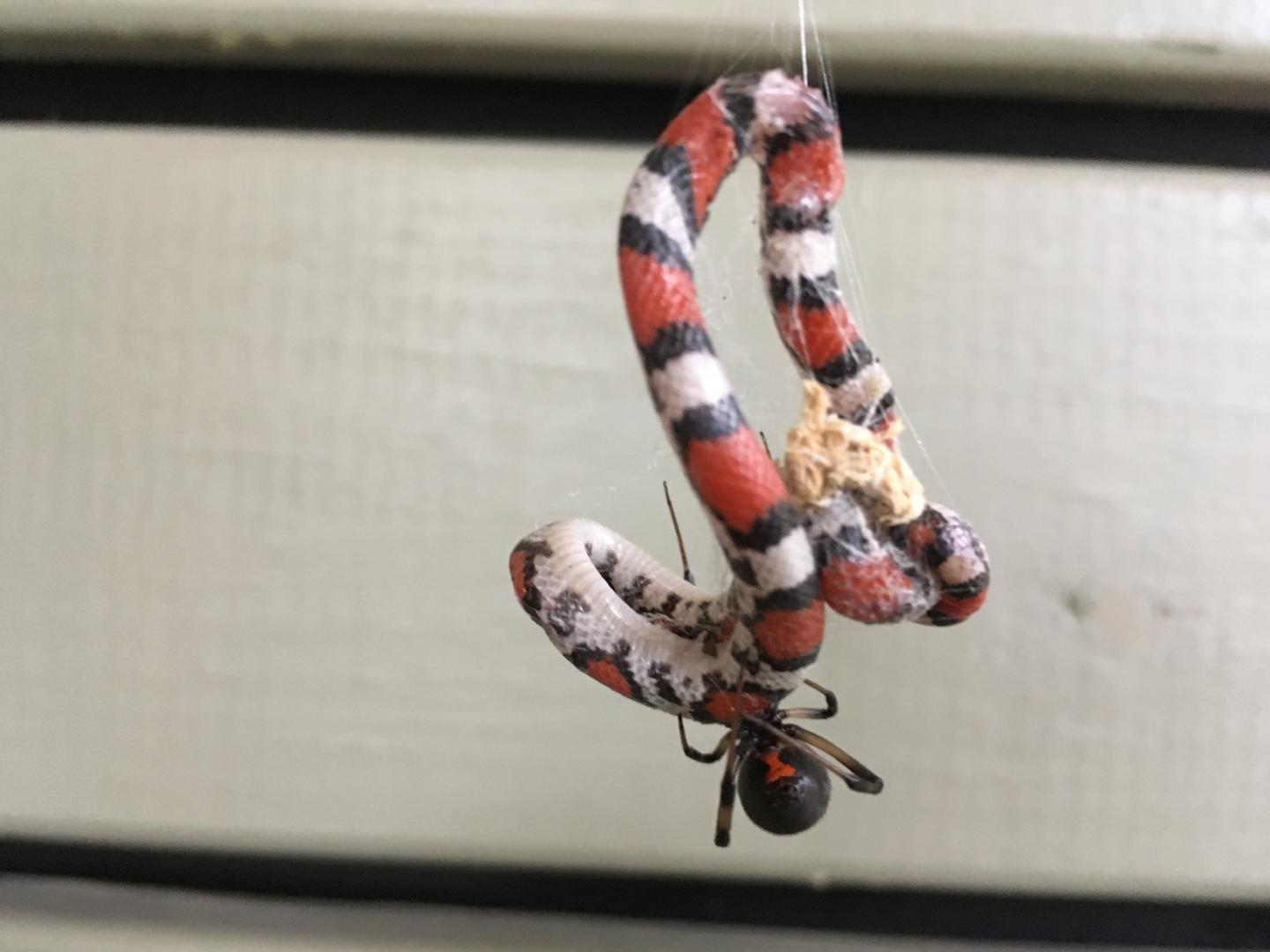 Scarlet snake