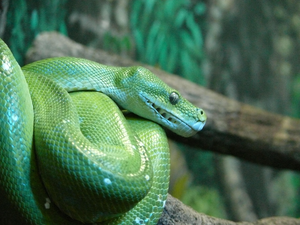 A green tree python