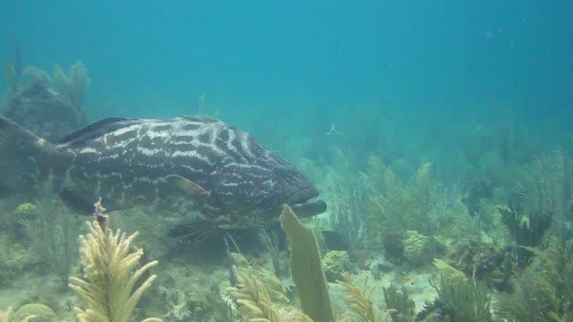 Predatory fish depletion and recovery potential on Caribbean reefs (11 of 11)