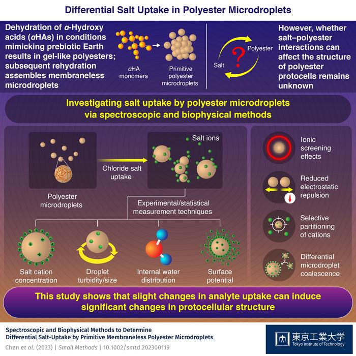 Differential Salt Uptake in Polyester Microdroplets